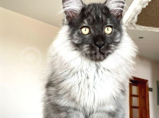 Mainecoon Blacksmoke Erkek Secereli Ve Faturalı görsel