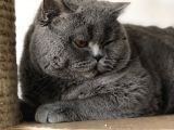 Safkan Ful British Shorthair  Soya Sahip Gri Dişi Yavru