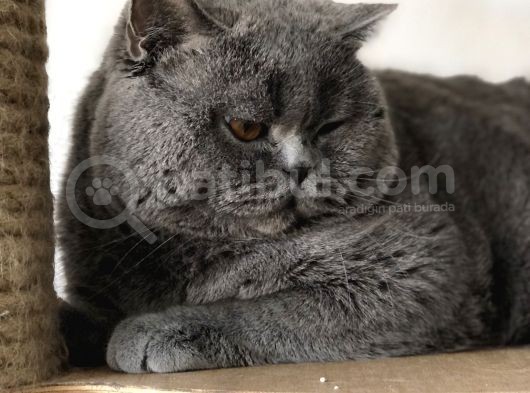 Safkan Ful British Shorthair  Soya Sahip Gri Dişi Yavru görsel