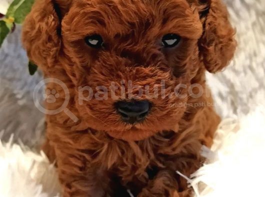 Safkan Aa Kalite Toy Poodle Yavrular görsel