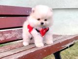 Burunsuz Boo Garantili Pomeranian Yavrular