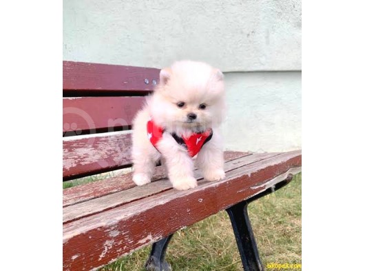 Burunsuz Boo Garantili Pomeranian Yavrular