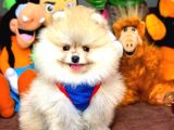 Aa Kalite Pomeranian Yavrular