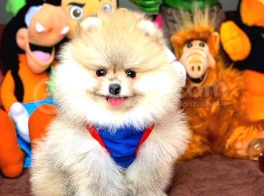 Aa Kalite Pomeranian Yavrular görsel
