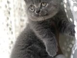 Safkan Ful British Shorthair  Soya Sahip Gri Dişi Yavru