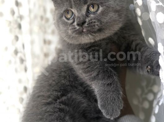 Safkan Ful British Shorthair  Soya Sahip Gri Dişi Yavru görsel