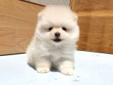 Burunsuz Boo Garantili Pomeranian Yavrular