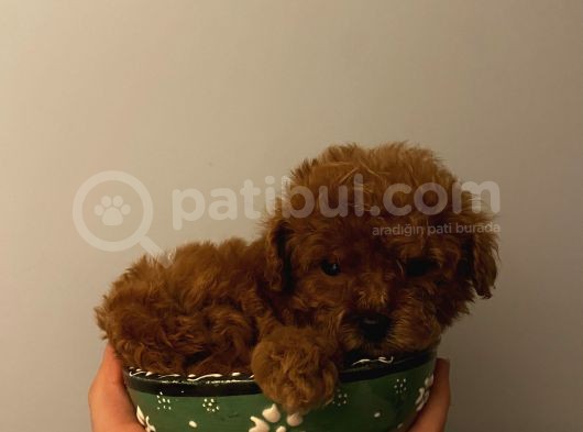 Irk Garantili Poodle Yavrularımız