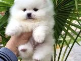 Safkan Pomeranian Boo Yavrular