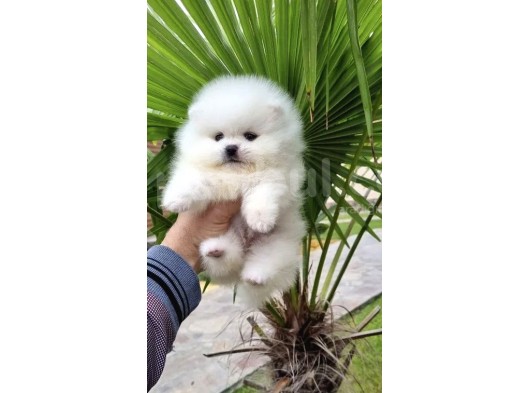 Safkan Pomeranian Boo Yavrular görsel