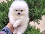 Safkan Pomeranian Boo Yavrular