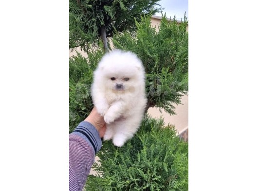 Safkan Pomeranian Boo Yavrular