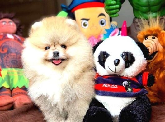 Aa Kalite Pomeranian Yavrular