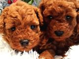 Safkan AA kalite Toy Poodle Yavrular