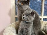 British Shorthair Yavruları