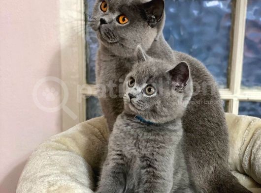 British Shorthair Yavruları görsel