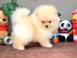 Safkan Pomeranian Boo Yavrular