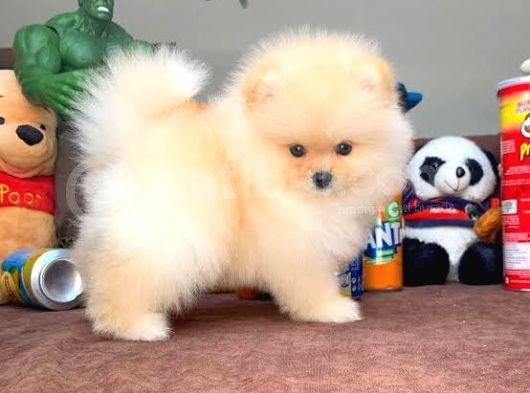 Safkan Pomeranian Boo Yavrular görsel
