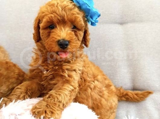 Safkan Aa Kalite Toy Poodle Yavrular görsel