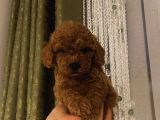 Irk Garantili Poodle Yavrularımız