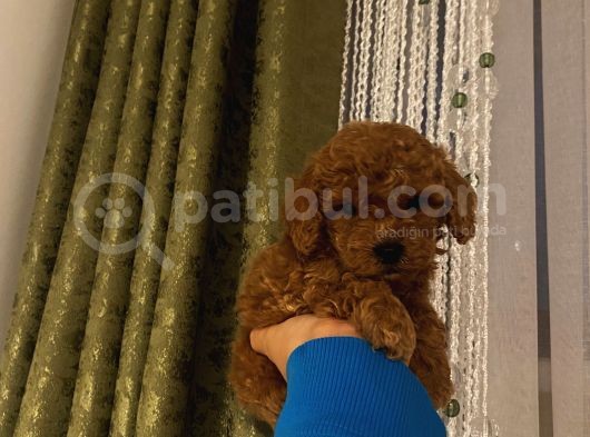 Irk Garantili Poodle Yavrularımız görsel