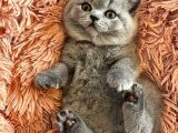 British Shorthair Yavruları