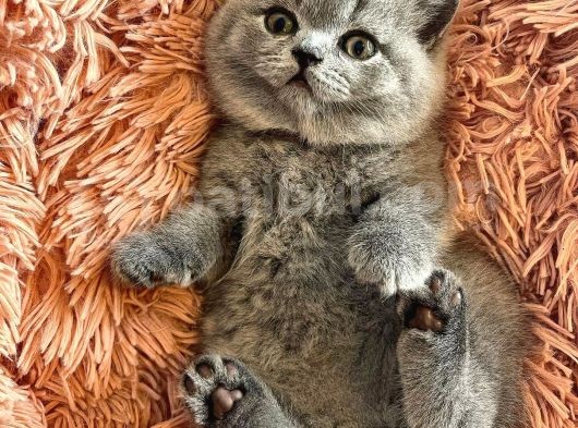 British Shorthair Yavruları görsel