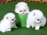 Burunsuz Boo Garantili Pomeranian Yavrular