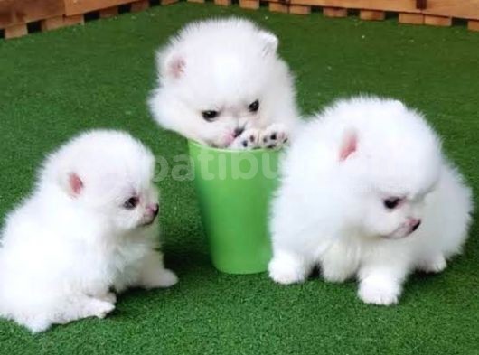 Burunsuz Boo Garantili Pomeranian Yavrular görsel