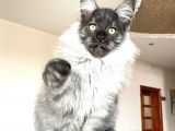 Mainecoon BlackSmoke Erkek Secereli ve Faturalı