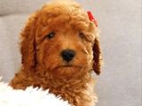 Safkan Aa Kalite Toy Poodle Yavrular