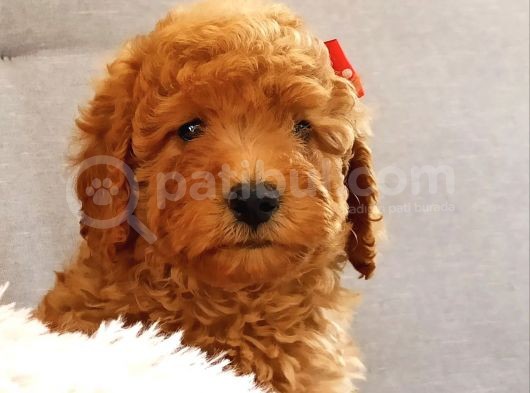 Safkan Aa Kalite Toy Poodle Yavrular görsel