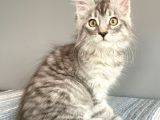 Mainecoon Silver Dişi Secereli Ve Faturalı