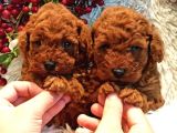 Safkan Aa Kalite Toy Poodle Yavrular