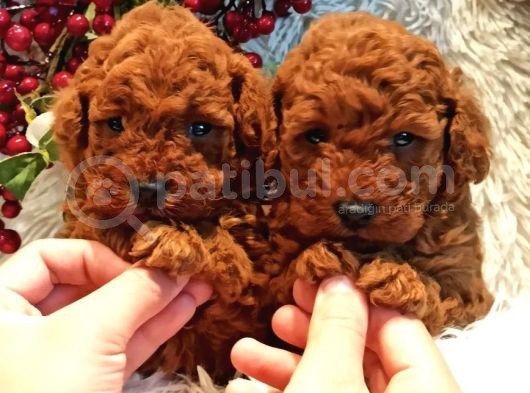 Safkan Aa Kalite Toy Poodle Yavrular görsel