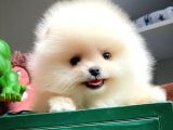 Safkan Pomeranian Boo Yavrular