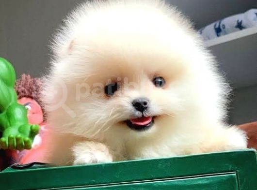 Safkan Pomeranian Boo Yavrular görsel