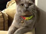 Safkan Ful British Shorthair  Soya Sahip Gri Dişi Yavru