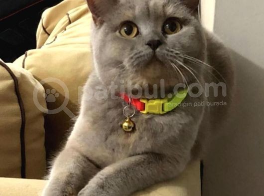 Safkan Ful British Shorthair  Soya Sahip Gri Dişi Yavru