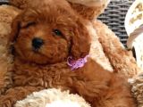 Safkan Aa Kalite Toy Poodle Yavrular