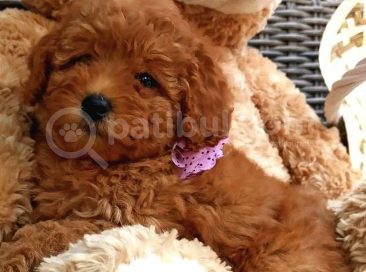 Safkan Aa Kalite Toy Poodle Yavrular görsel