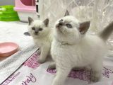 British Shorthair Yavruları