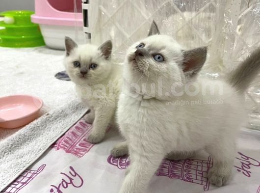 British Shorthair Yavruları görsel