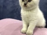 British Shorthair Yavruları