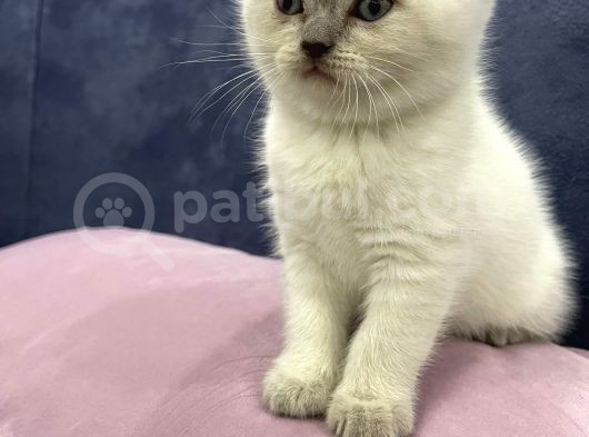 British Shorthair Yavruları