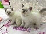 British Shorthair Yavruları