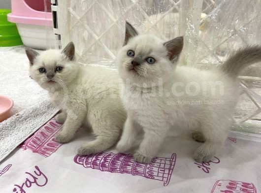 British Shorthair Yavruları görsel