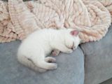 British Shorthair Yavruları