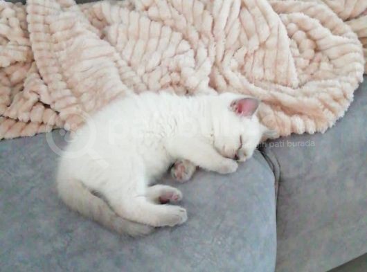 British Shorthair Yavruları görsel