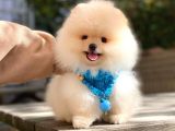 Pomeranian Boo Teddy Bear